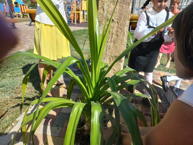 solid 094509 3